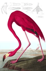 American Flamingo, Phoenicopterus Ruber, fra "The Birds of America" av John J. Audubon, pub. 1827-38 (håndfarget gravering)