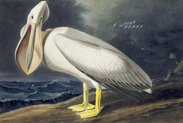 American White Pelican, Pelecanus Erythrorhynchos, fra "The Birds of America" av John J. Audubon, pub. 1827-38