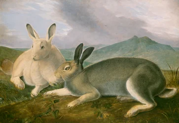 Arctic Hare, ca. 1841 (penn og svart blekk med akvarell og oljemaling på papir)