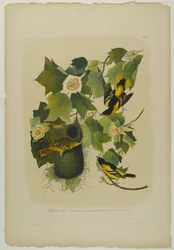 Baltimore Oriole, trykt av Julien Bien og utgitt av Roe Lockwood & Son, 1861 (kromolitografi)