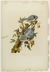 Blue Jay, trykt av Julien Bien og utgitt av Roe Lockwood & Son, 1861 (kromolitografi)