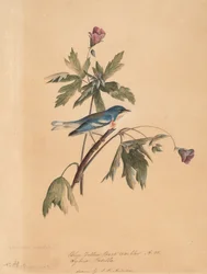 Blågul ryggsanger, 1812.