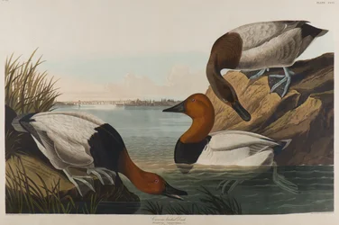 Canvas Backed Duck, 1836 (wc på papir)