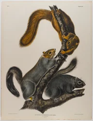 Katteekorn
