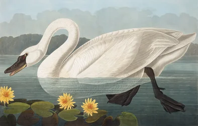 Common American Swan, Cygnus Americanus, fra "The Birds of America" av John J. Audubon, pub. 1827-38