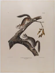 Dunet ekorn