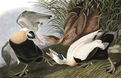 Eider Duck, Fuligula Mollissima, fra "The Birds of America" av John J. Audubon, pub. 1827-38