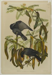 Fish Crow, trykt av Julien Bien og utgitt av Roe Lockwood & Son, 1861 (kromolitografi)