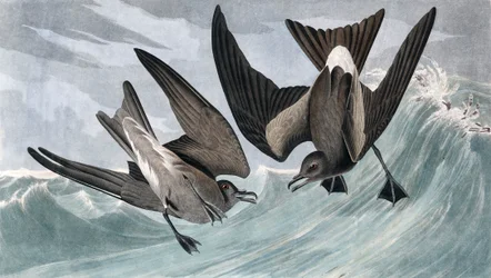 Fork Tailed Petrel, Thalassidroma Leachii, fra "The Birds of America" av John J. Audubon, pub. 1827-38