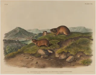Georychus Helvolus og Georychus Trimucronatus