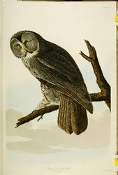 Great Cinereous Owl, fra "The Birds of America"