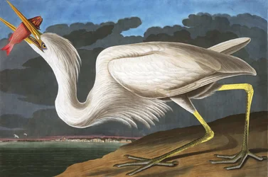 Great White Heron, Ardea Occidentalis, fra "The Birds of America" av John J. Audubon, pub. 1827-38