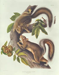Hareekorn (Sciurus Leoporinus)