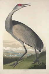 Hooping Crane, 1835
