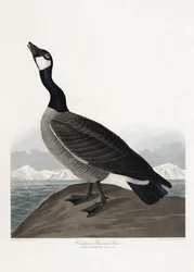 Hutchins’ hvitkinngås fra *Birds of America* (1827)
