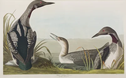 Illustrasjon fra 'Birds of America'