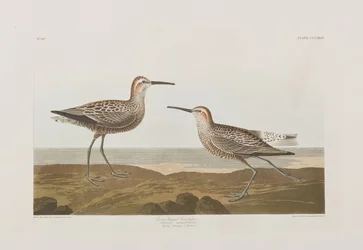 Illustrasjon fra 'Birds of America'