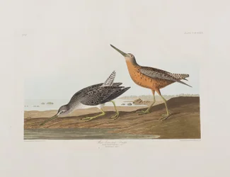 Illustrasjon fra 'Birds of America'