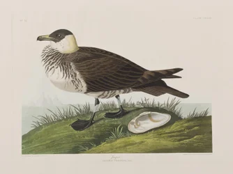 Illustrasjon fra 'Birds of America'