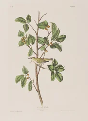 Illustrasjon fra 'Birds of America'