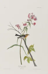 Illustrasjon fra 'Birds of America'
