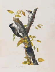 Illustrasjon fra 'Birds of America'