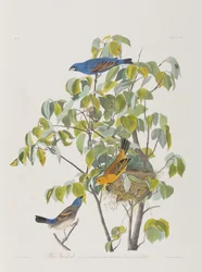Illustrasjon fra 'Birds of America'