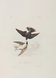 Illustrasjon fra 'Birds of America'