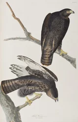 Illustrasjon fra 'Birds of America'