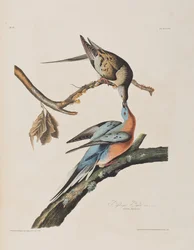 Illustrasjon fra 'Birds of America'