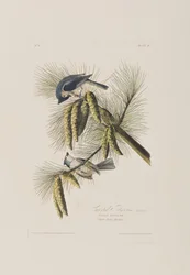 Illustrasjon fra 'Birds of America'