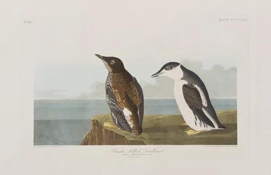 Illustrasjon fra 'Birds of America'