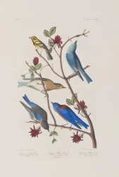 Illustrasjon fra 'Birds of America'