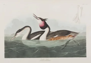 Illustrasjon fra 'Birds of America'