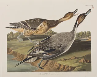 Illustrasjon fra 'Birds of America'