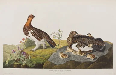 Illustrasjon fra 'Birds of America'