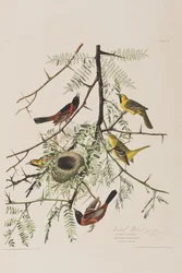 Illustrasjon fra 'Birds of America'