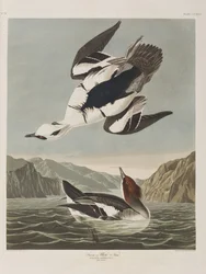 Illustrasjon fra 'Birds of America'