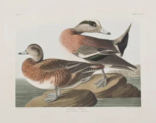 Illustrasjon fra 'Birds of America'