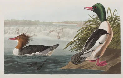 Illustrasjon fra 'Birds of America'