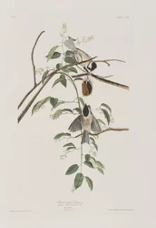 Illustrasjon fra 'Birds of America'