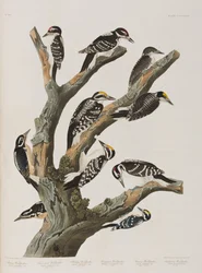 Illustrasjon fra 'Birds of America'