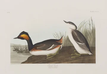 Illustrasjon fra 'Birds of America'
