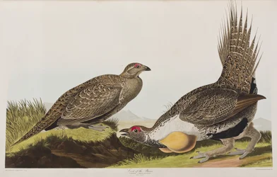 Illustrasjon fra 'Birds of America'