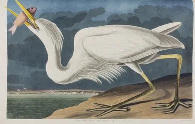 Illustrasjon fra 'Birds of America'
