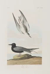 Illustrasjon fra 'Birds of America'