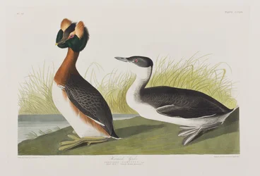 Illustrasjon fra 'Birds of America'