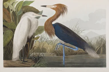 Illustrasjon fra 'Birds of America'