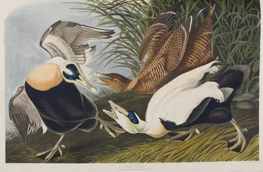 Illustrasjon fra 'Birds of America'