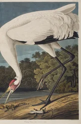 Illustrasjon fra 'Birds of America'